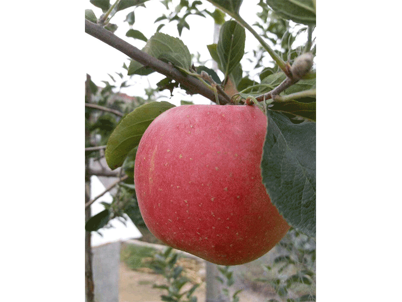 紅蜜脆蘋果苗紅蜜脆蘋果苗